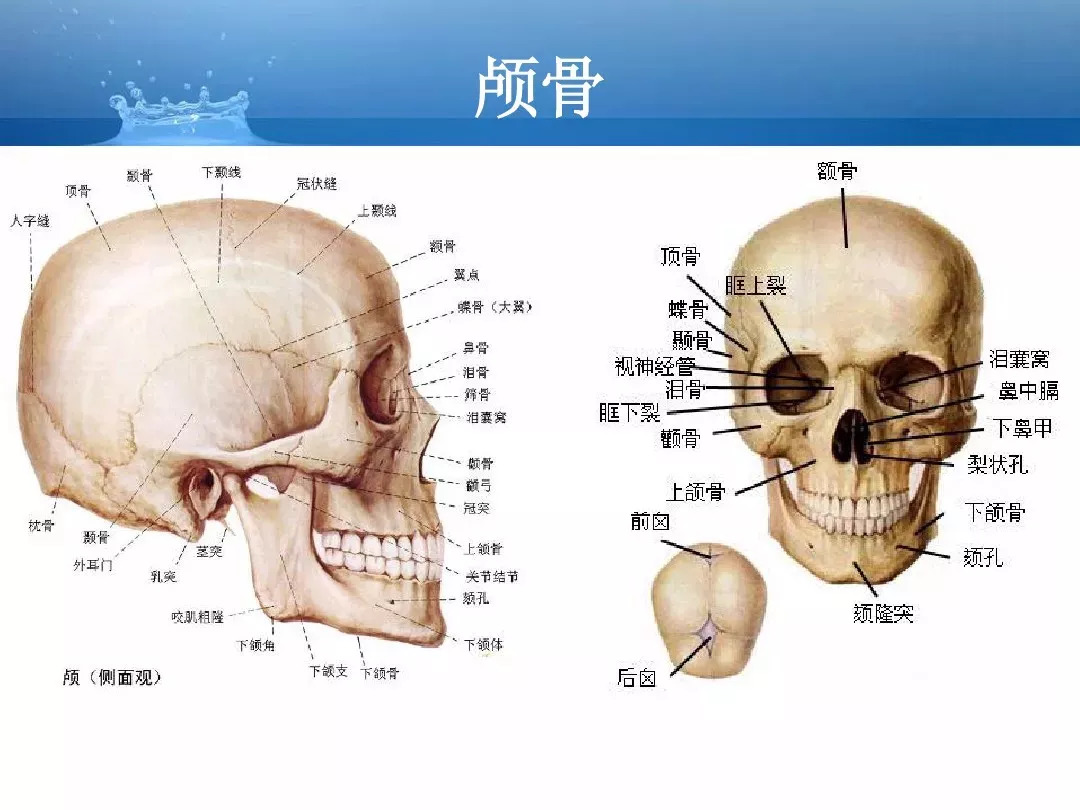 详细解剖 