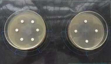 纸片周围便出现不同大小的抑制病菌生长而形成的空圈,称为抑菌圈