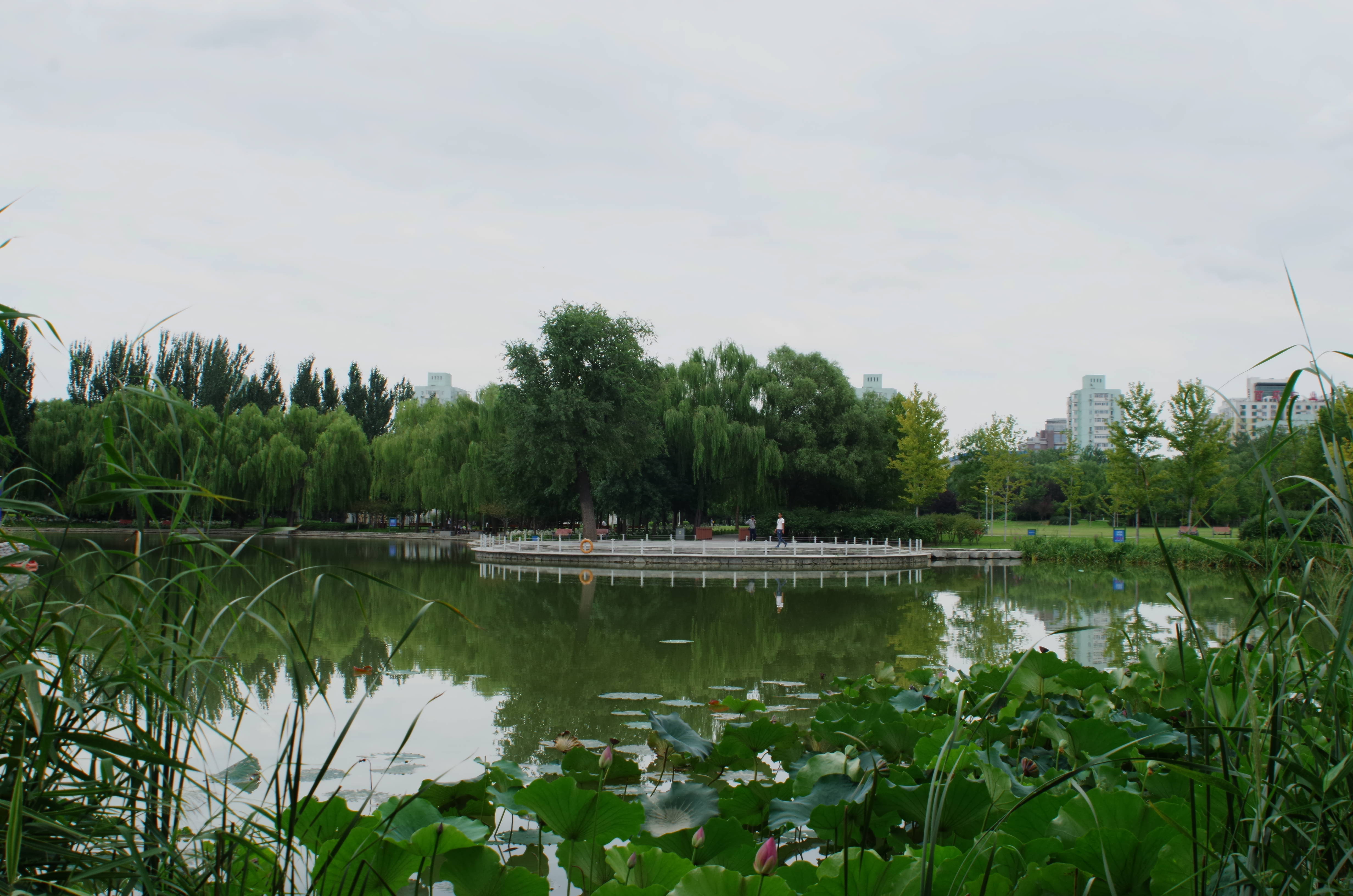 闲走北京之海淀公园-御稻流香(海淀区)