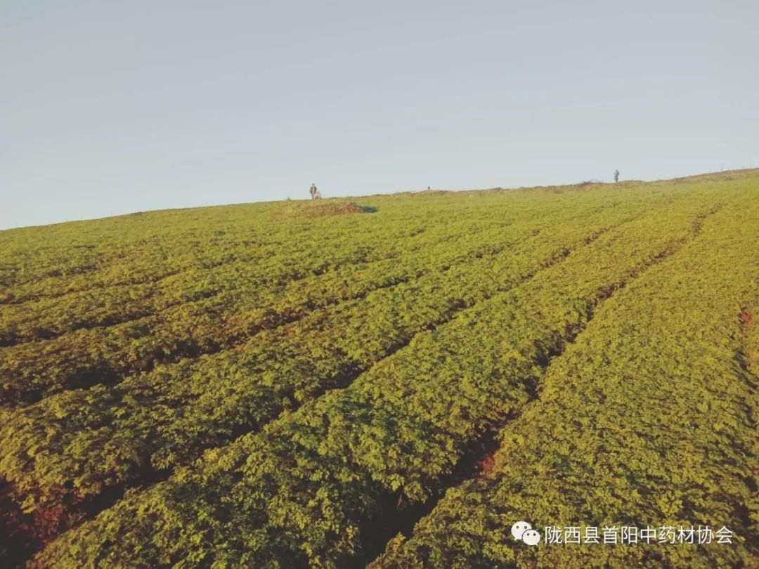 岷县当归苗产新采挖与种植技术