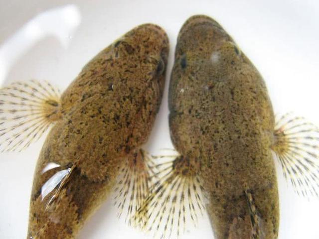 海塘鳢鱼图片图片