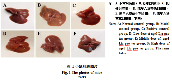 陈年六堡茶对高脂血症小鼠的调脂护肝作用研究