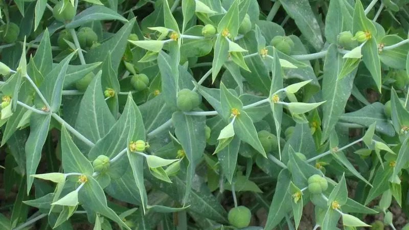 馬唐馬唐,葎草,千金子,香附子,酸漿,狗尾草,刺兒菜,苣蕒菜,鐵莧菜