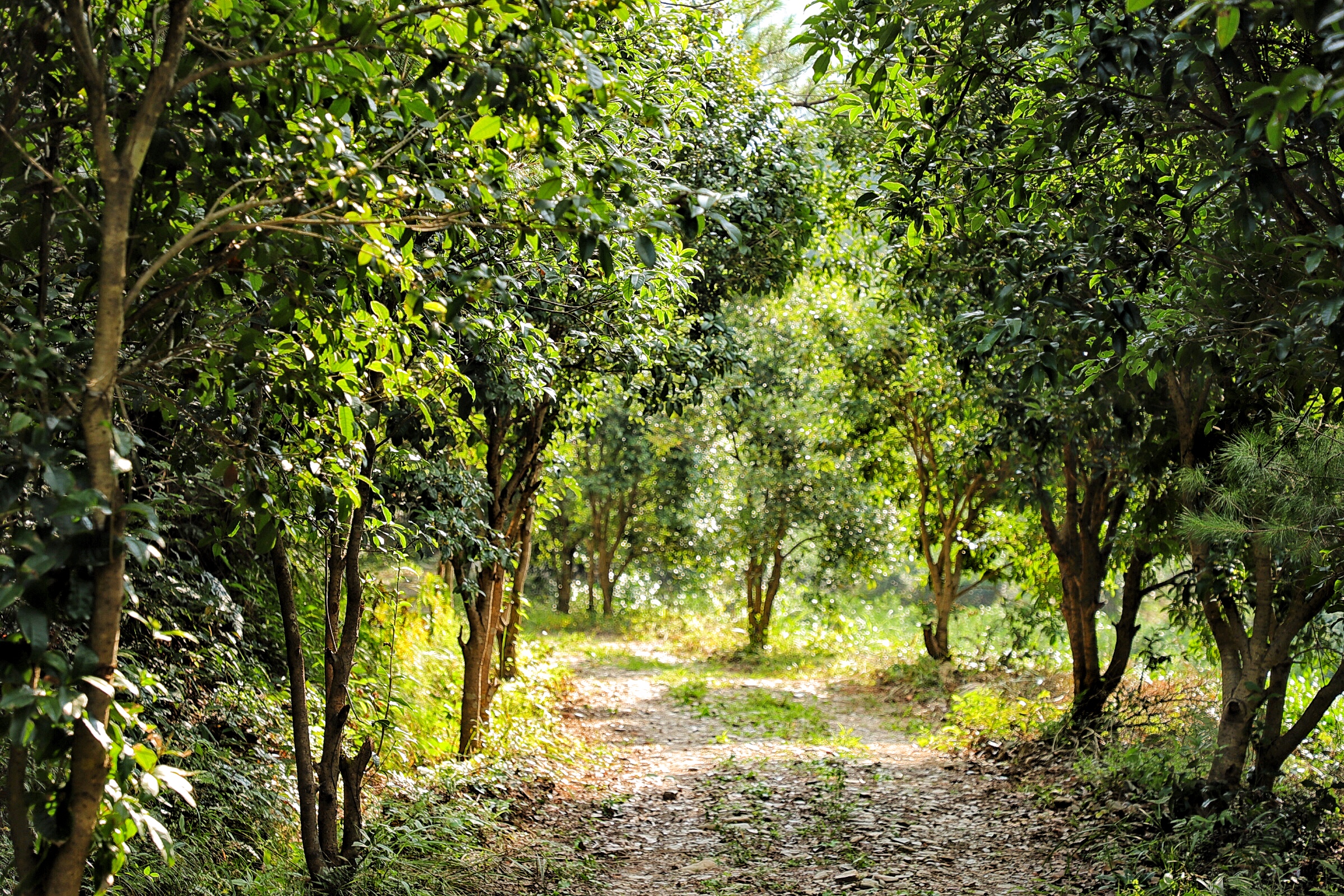 婺源大鄣山生態茶園裡治癒系綠茶