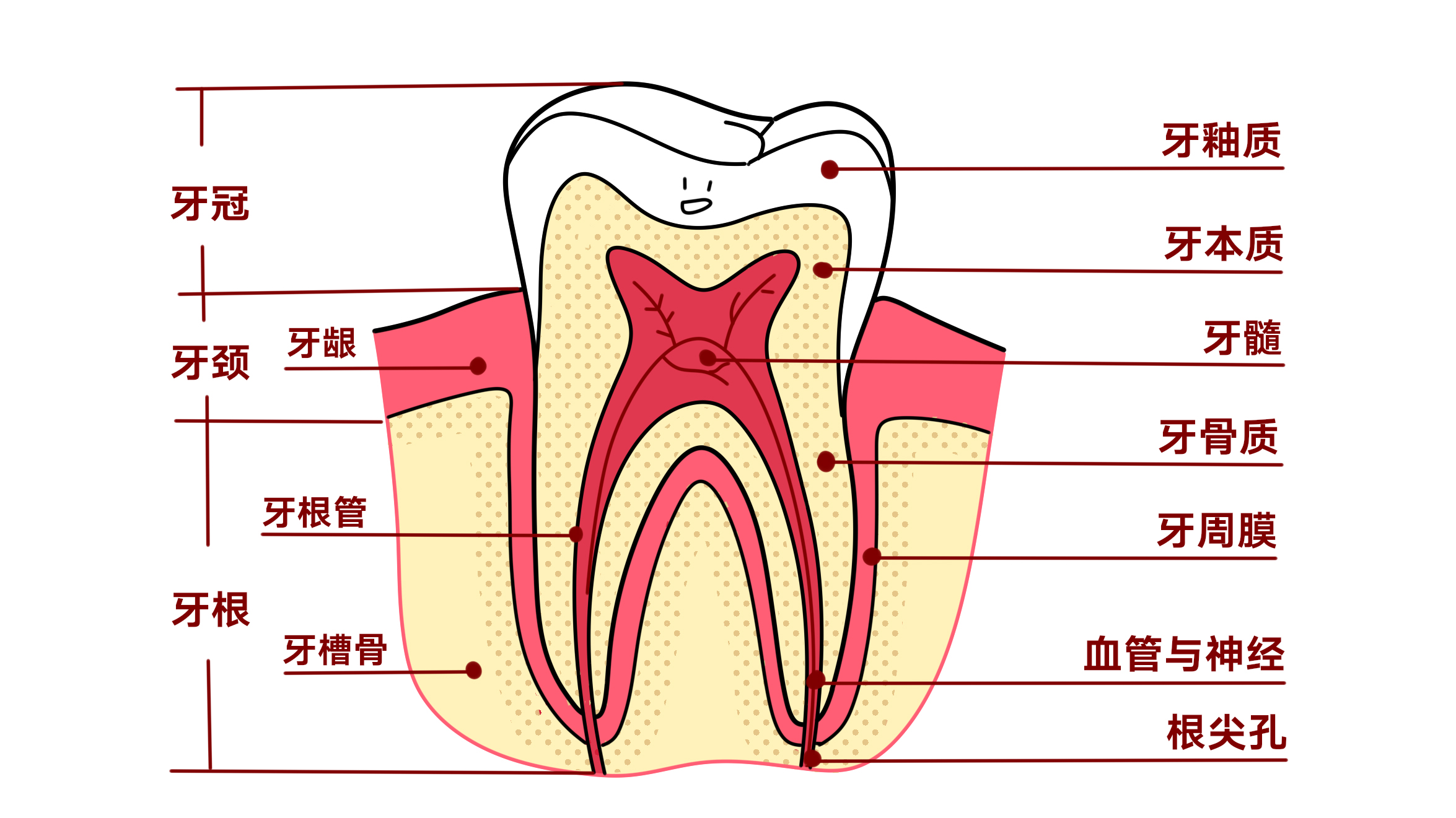 人的牙齿名称结构图图片
