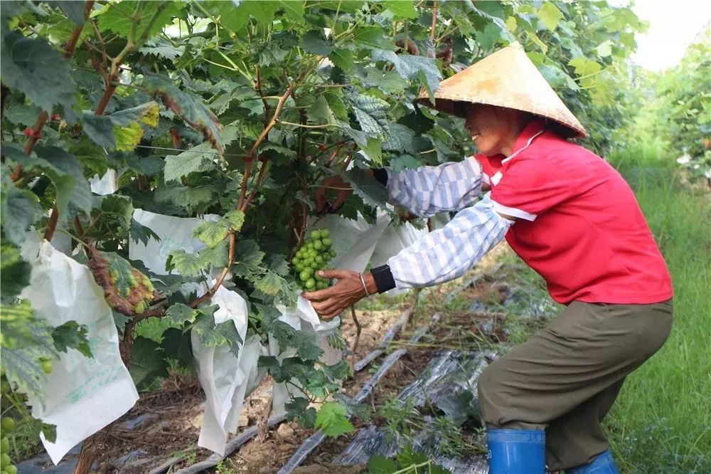 怀集老地谢朝芬图片