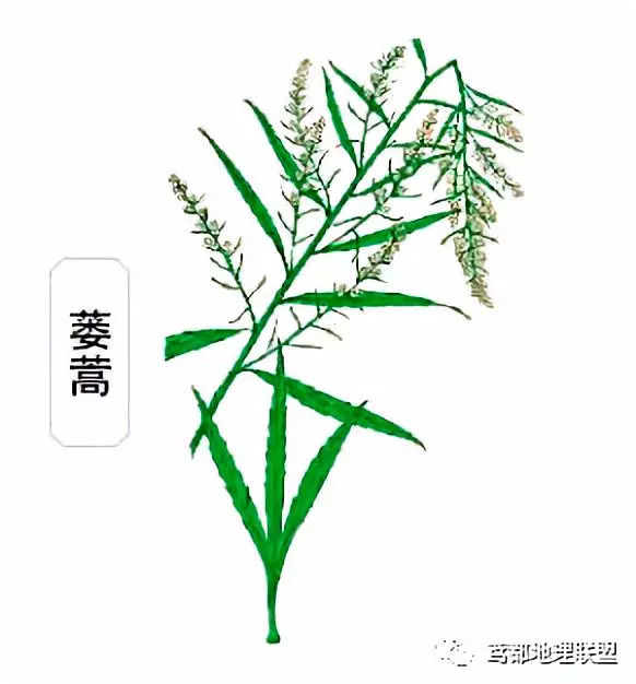 蒌蒿卡通图片