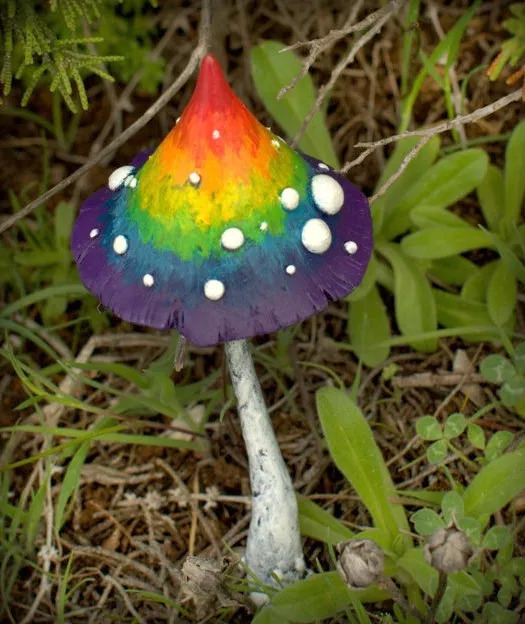 真正的彩虹蘑菇图片
