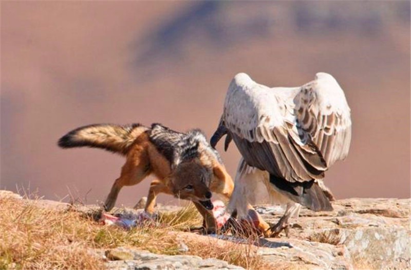 胡狼刚捕捉到猎物,苍鹭就冲下来抢食,不料遭到胡狼猛烈攻击
