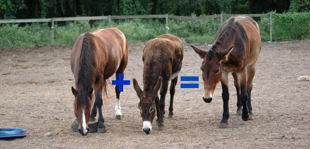 骡子和驴的区别在哪里图片
