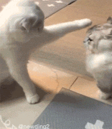 猫打架gif图片