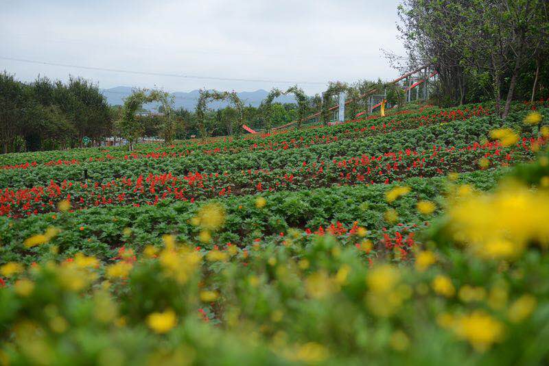 秋游凤凰花海:看花漫大地,一起赏花嗨玩攻略