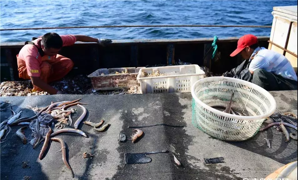 海上鬥風浪!實拍,漁民辛苦出海一天能有多少收穫.