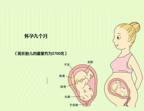 记录胎儿在子宫内十个月的奇妙旅程,暖心 有趣,女人都应该看看