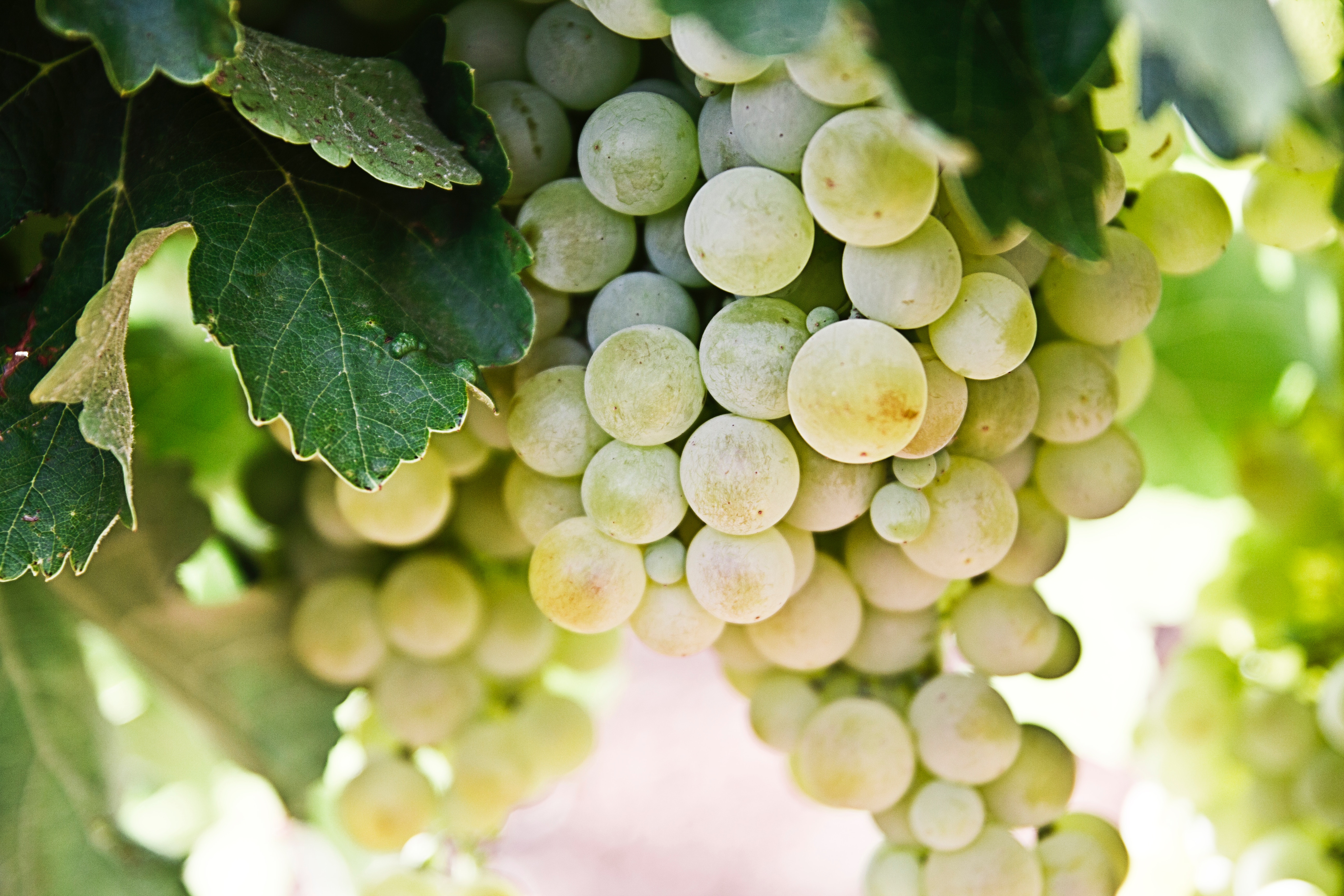 最近水果采购商都盯着这款产自世外桃源的葡萄