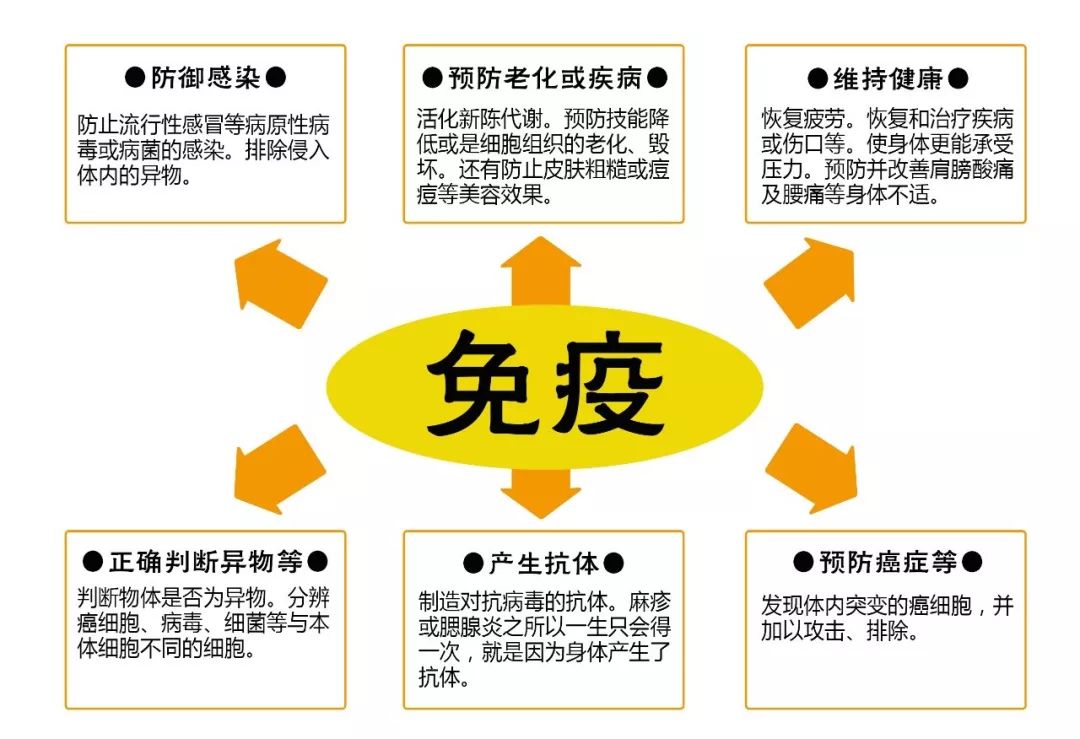 免疫系統的作用