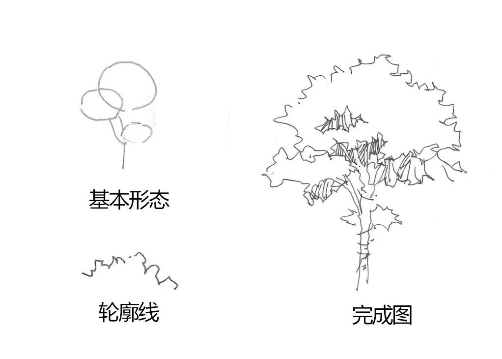 手绘教程植物景观表现之乔木表现