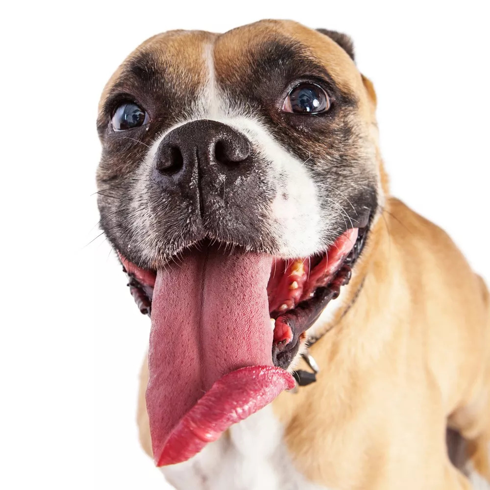 面食狗舌头图片