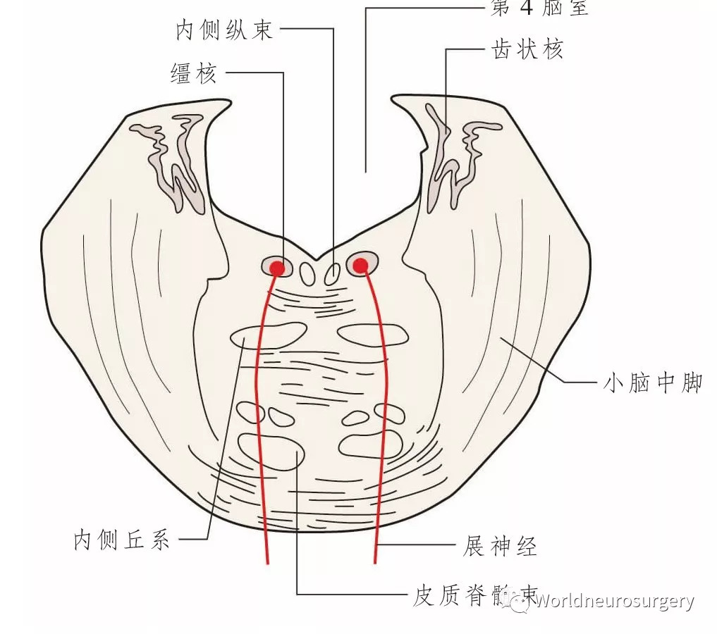 10),纖維向腹側自腦橋和延髓錐體之間出腦(圖10.