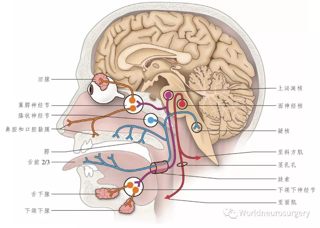 彩图经典版脑神经和脑神经核解剖atlas