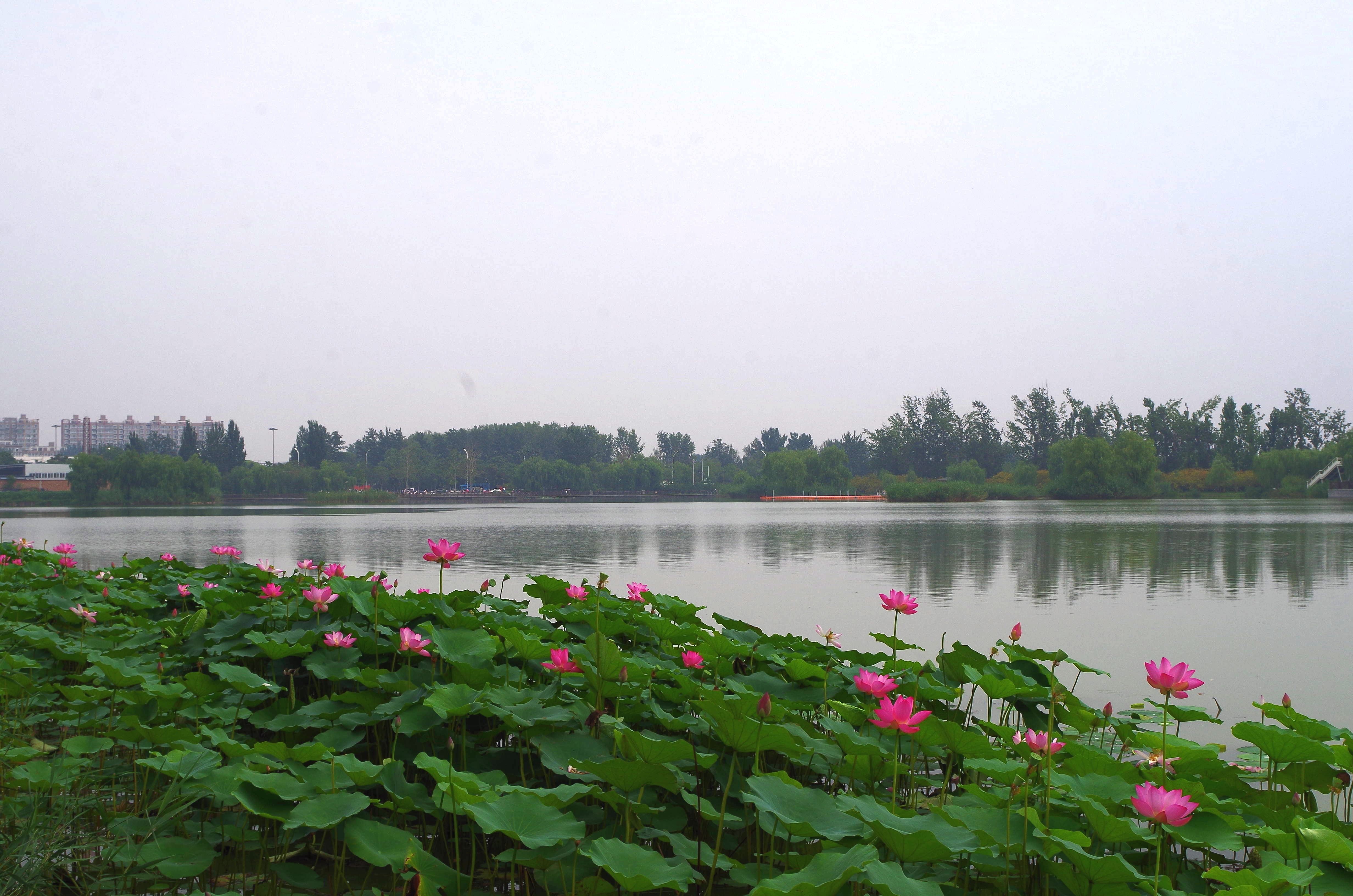 閒走北京之臺湖公園-城市之腎(通州區)