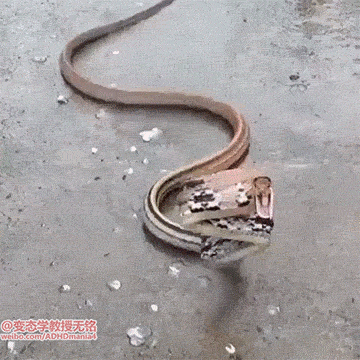 蛇咬人动图图片