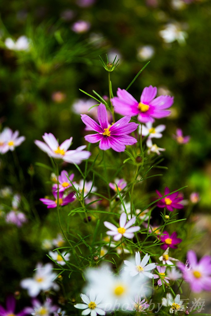 大波斯菊图片 花语图片