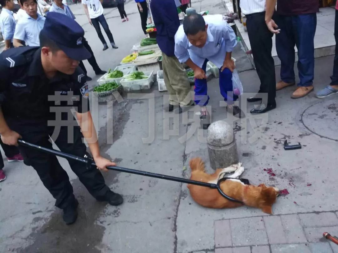 荊門九淵路一瘋狗連咬七人還發狂衝進菜場情急之下