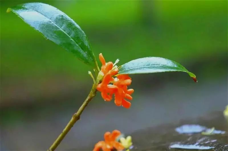 桂花雨雨桂花