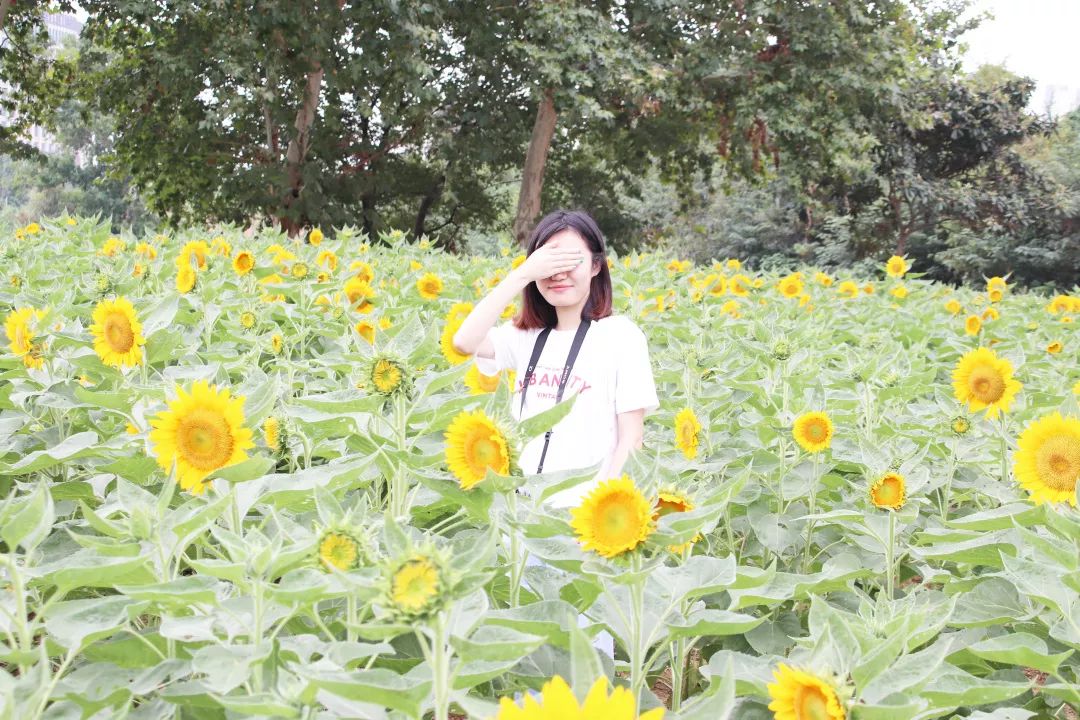 《嘆葵花》 今日見花落,明日見花開. 花開能向日,花落委蒼苔.