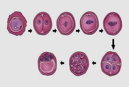胚胎发育全过程简图图片