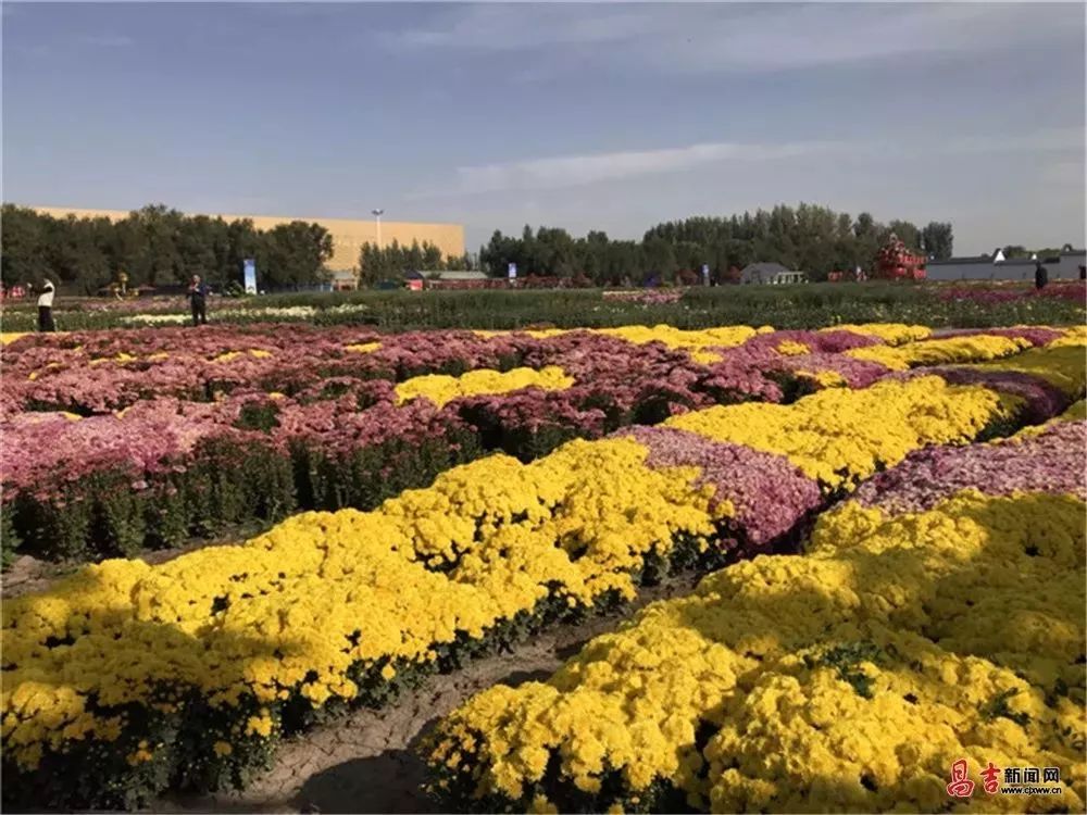 第七屆新疆昌吉菊花展昨日開幕 百萬餘株菊花扮靚昌吉秋色_農業