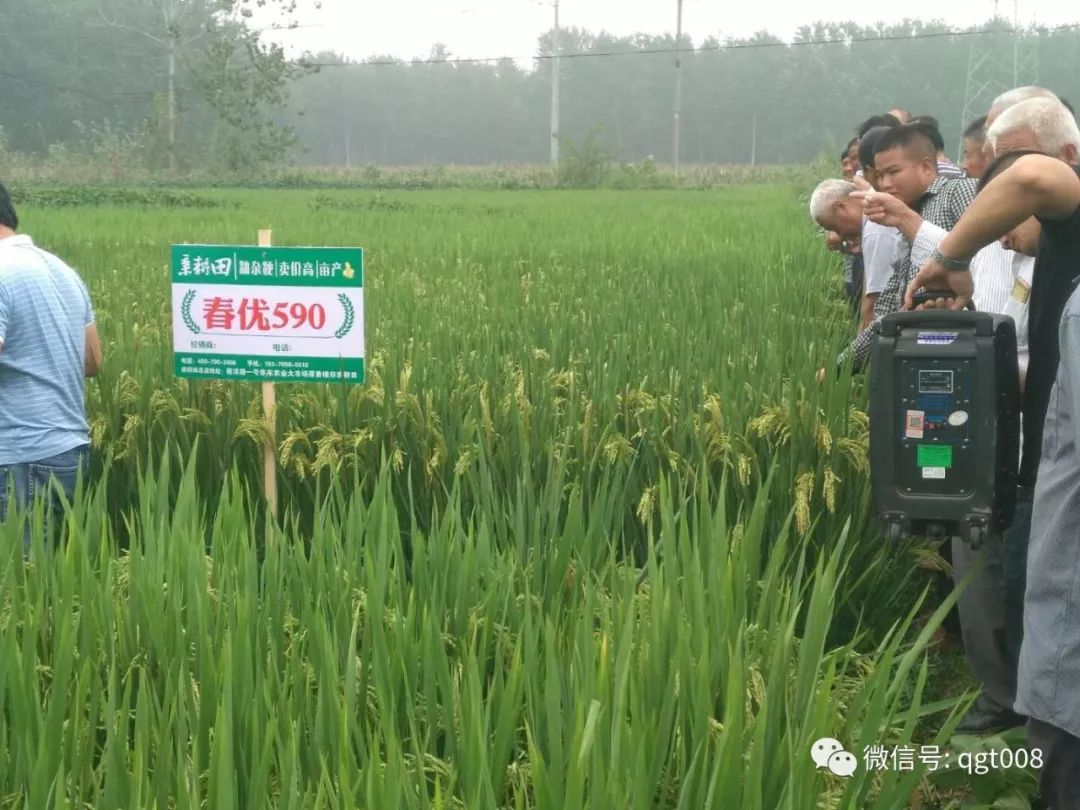 嘉优中科1号杂交稻欣荣优华占麦地免耕直播,已经四年试验示范,平均