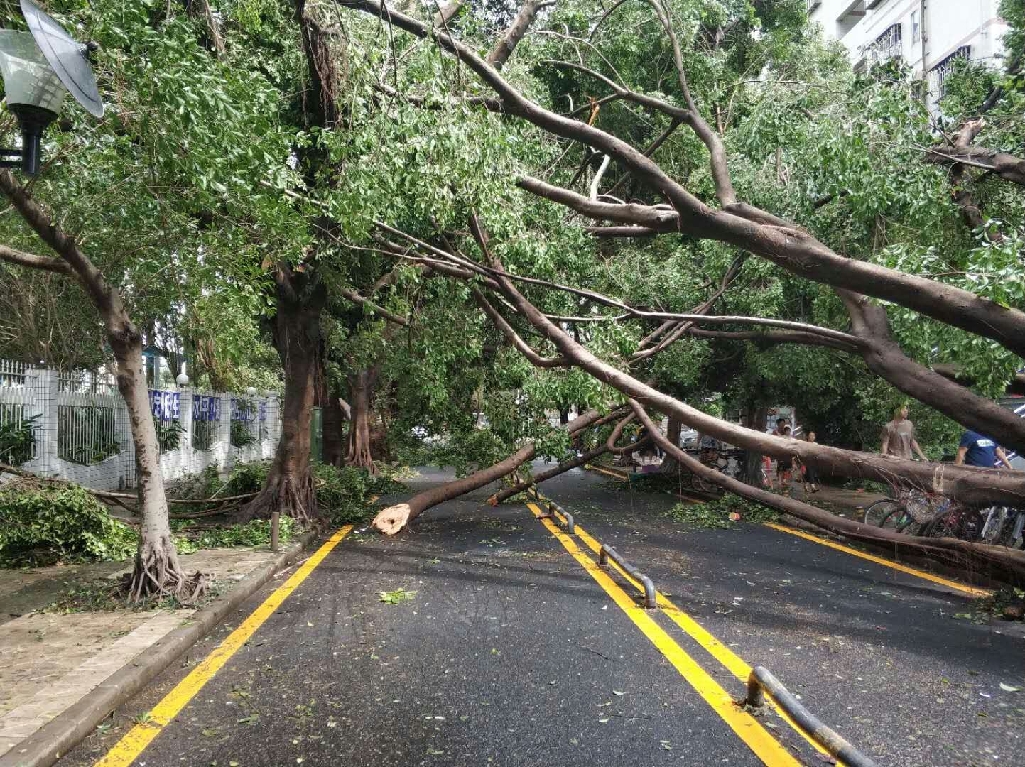 实拍台风山竹过境后深圳的小伙伴去上班就像玩丛林穿越