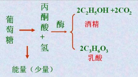 乳酸脱氢酶反应图片