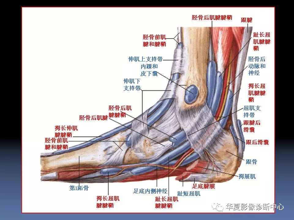 脚踝解剖图高清图片