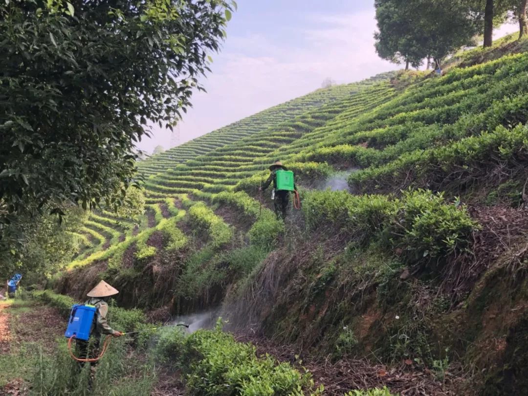 秋分節氣裡岙山安吉白茶茶園生長記錄