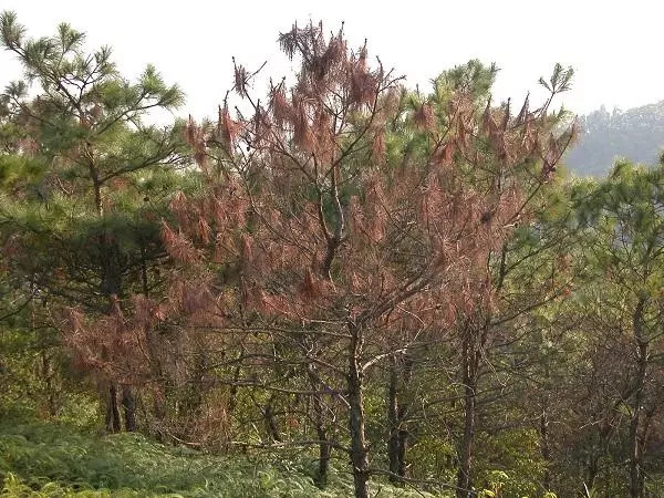 霞浦县松木枯死数量剧增,县政府发布紧急通知!