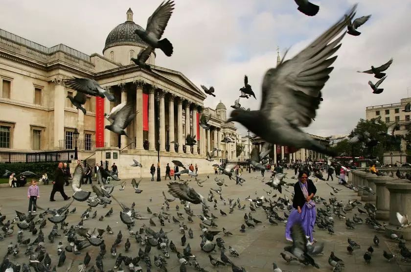 英国鸽子广场图片