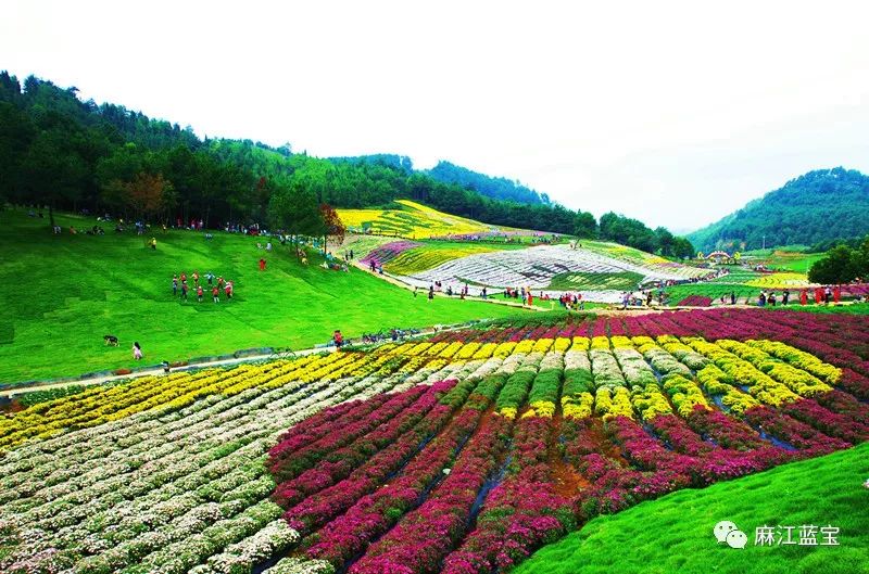 都匀花海图片