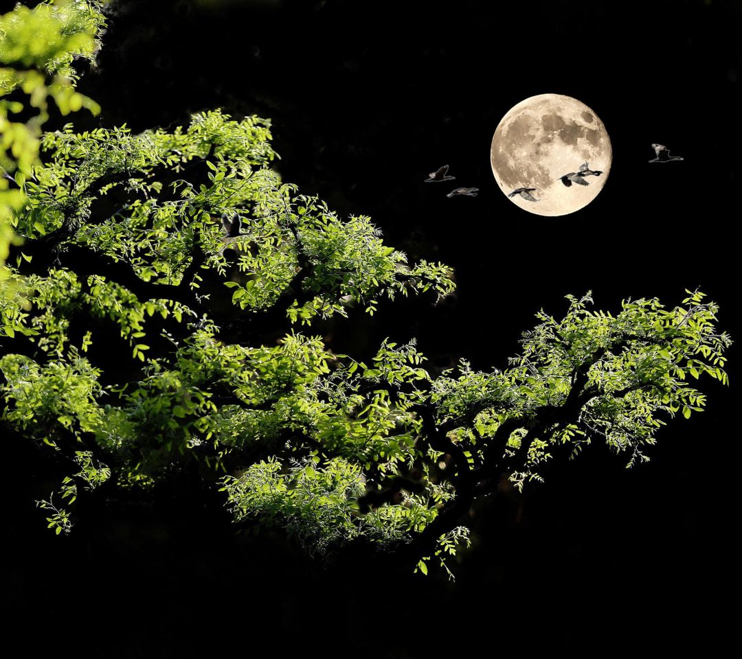 月亮上桂花树图片