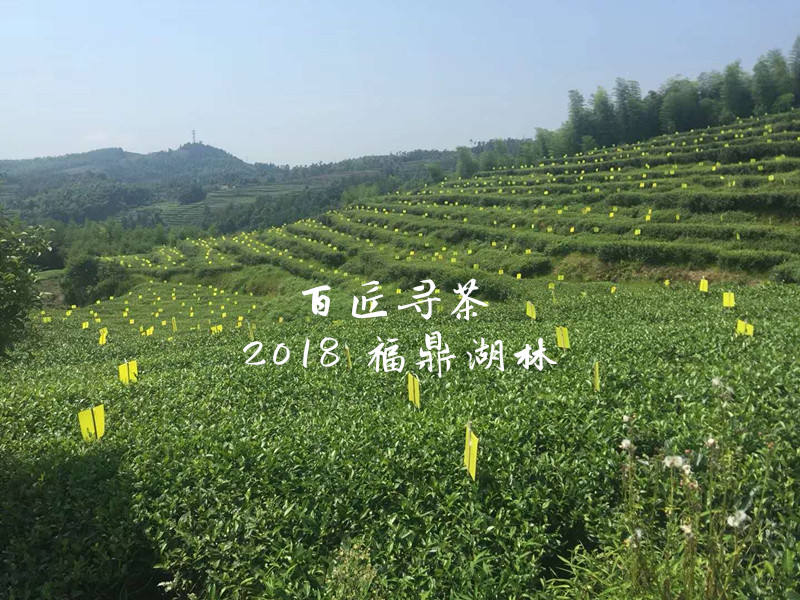 大山里的古老村落磻溪湖林国营茶厂深藏的白茶记忆