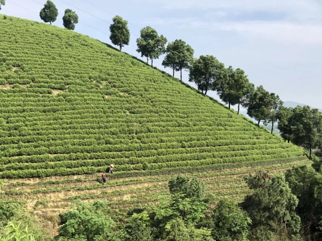 秋分節氣裡岙山安吉白茶茶園生長記錄