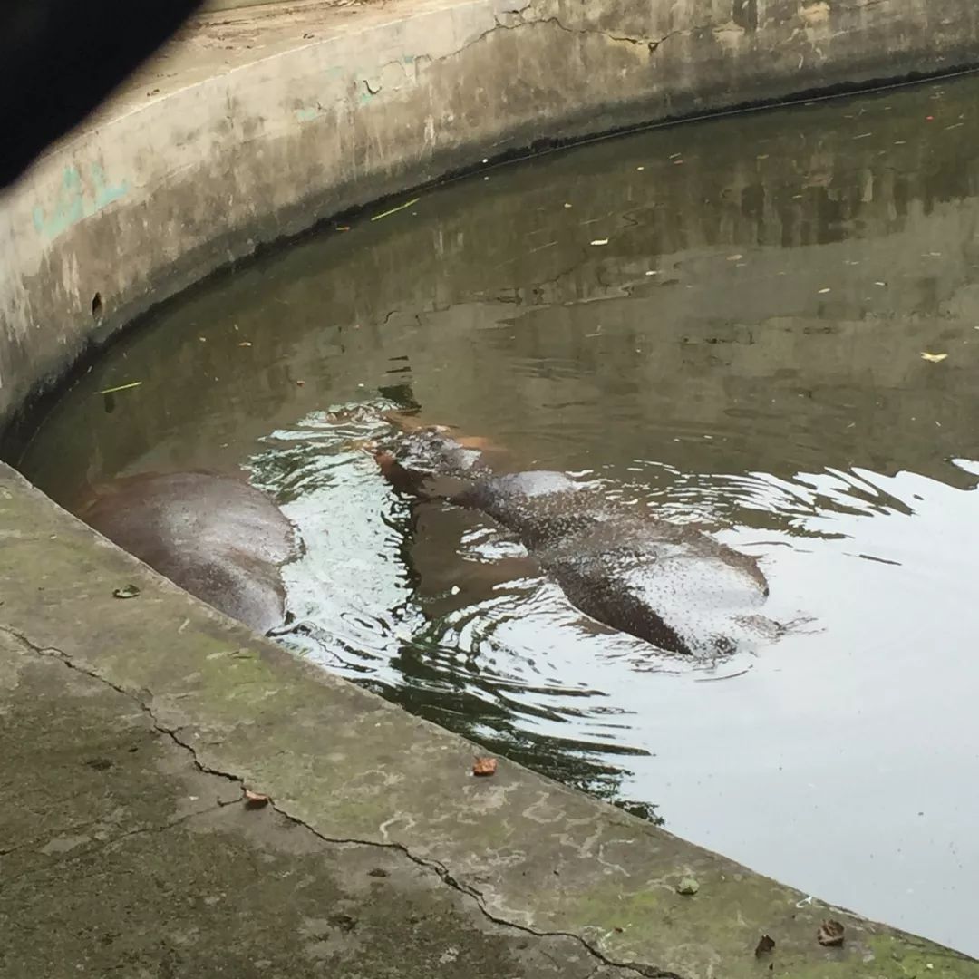 武漢動物園遊記