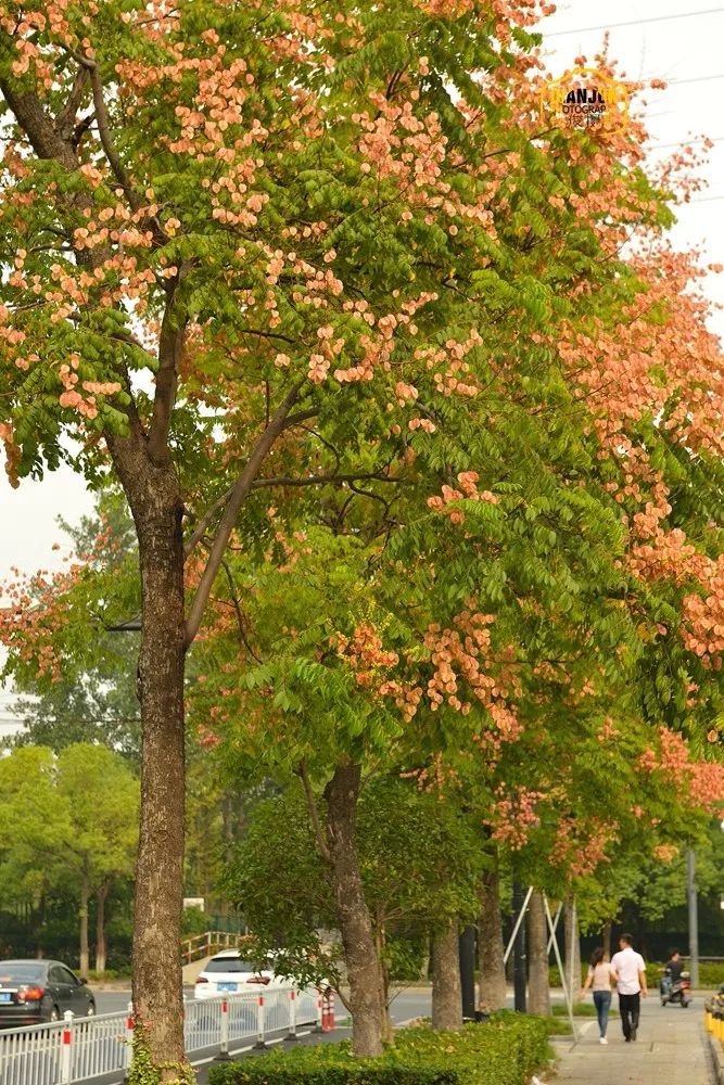 秋天的栾树图片图片