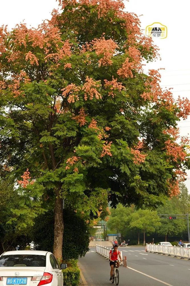秋天的栾树图片图片