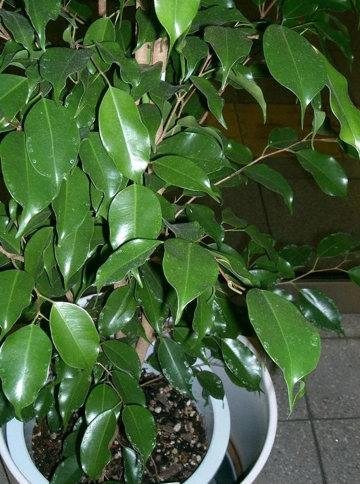 家里养护的盆栽垂叶榕这样养才能发挥最好的净化效果