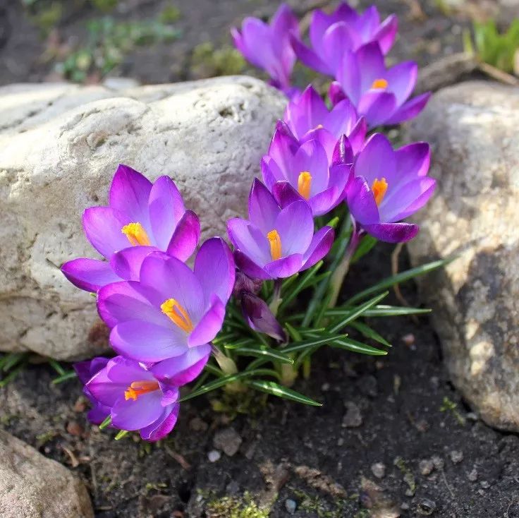 紫色毛茸茸的植物图片