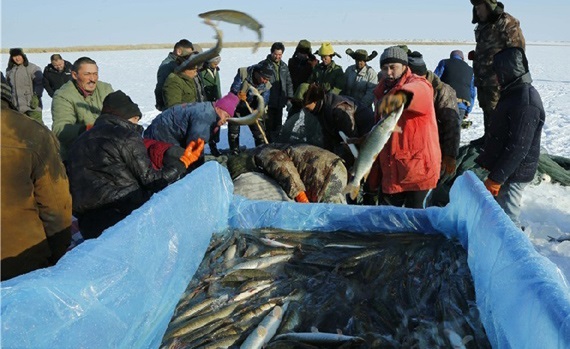 阿勒泰狗魚多少錢一斤阿勒泰狗魚市場價格是多少