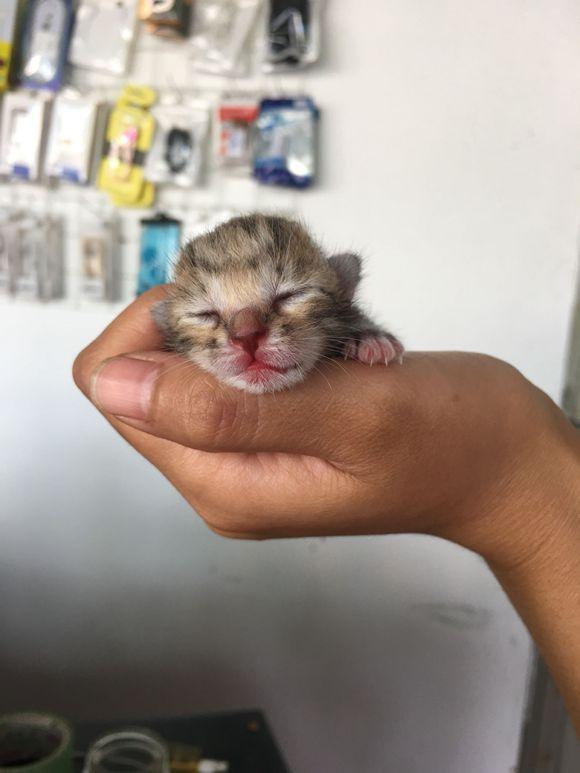 刚出生的小猫长什么样图片